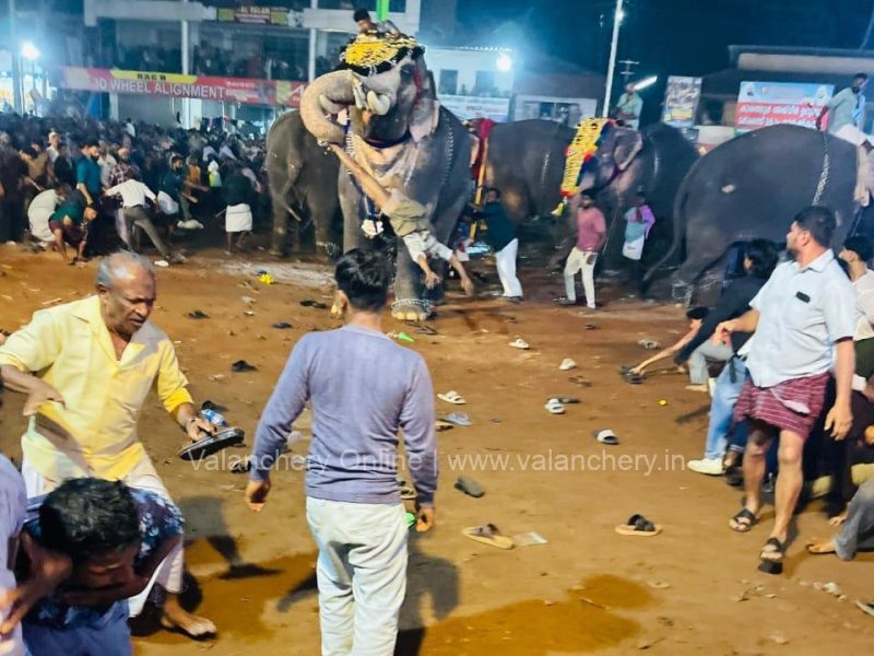 pakkath-sreekuttan-elephant